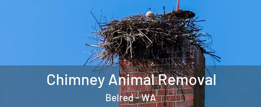 Chimney Animal Removal Belred - WA