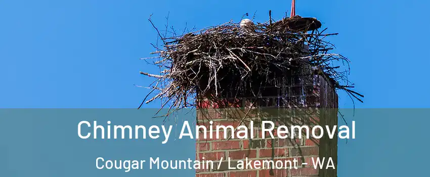 Chimney Animal Removal Cougar Mountain / Lakemont - WA