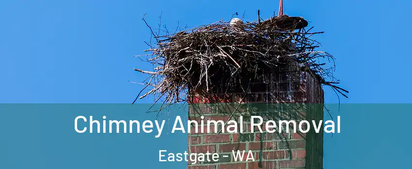 Chimney Animal Removal Eastgate - WA