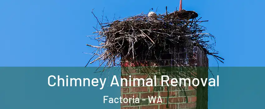 Chimney Animal Removal Factoria - WA