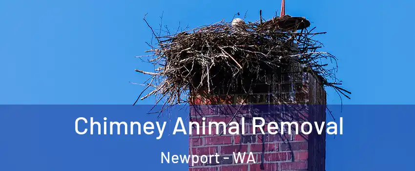 Chimney Animal Removal Newport - WA