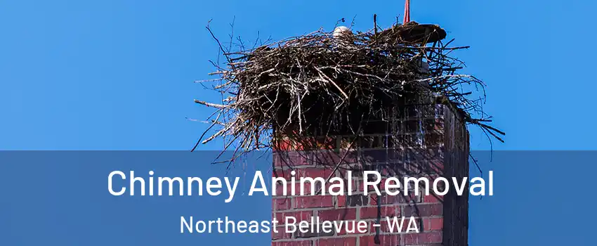 Chimney Animal Removal Northeast Bellevue - WA