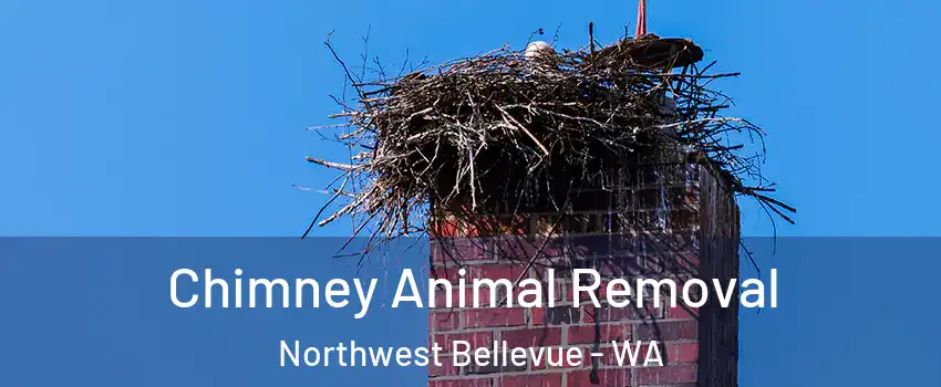 Chimney Animal Removal Northwest Bellevue - WA