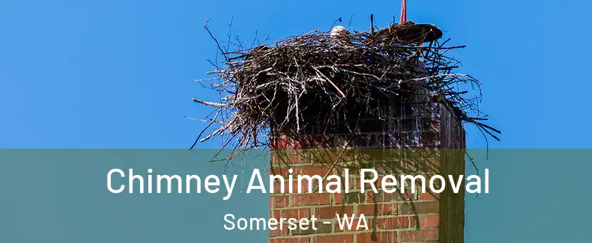 Chimney Animal Removal Somerset - WA