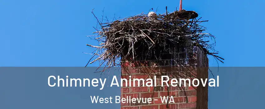 Chimney Animal Removal West Bellevue - WA